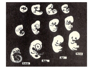 Embryonen: Krokodil - Huhn - Affe - Mensch